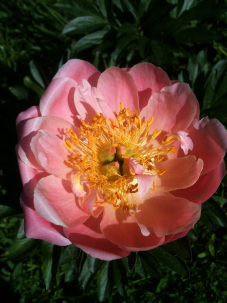 Peony Pink Hawaiian Coral - Bujori erbacei