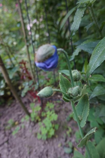  - Geranium si alte perene