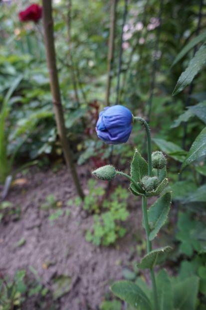  - Geranium si alte perene