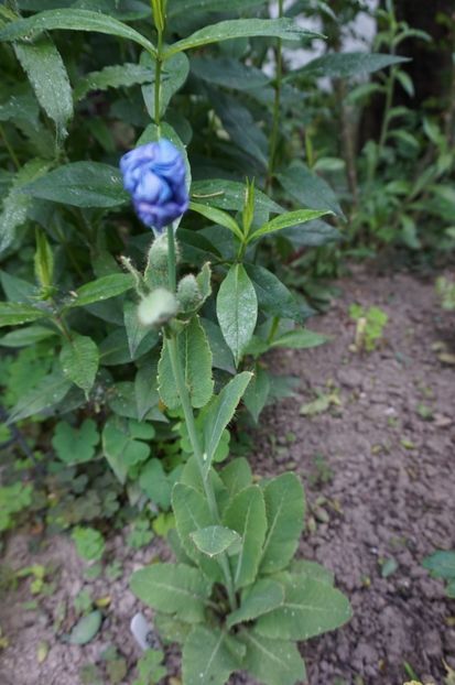  - Geranium si alte perene