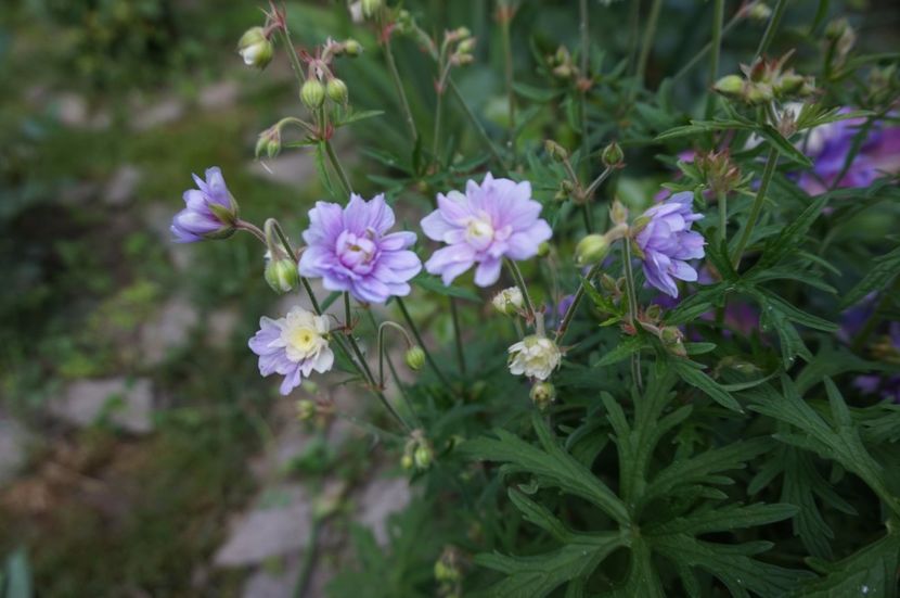 Geranium Summer Skies - Geranium si alte perene