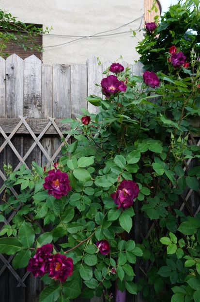  - Princess Sibilla de Luxembourg