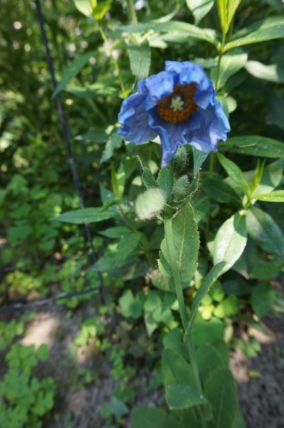  - Geranium si alte perene