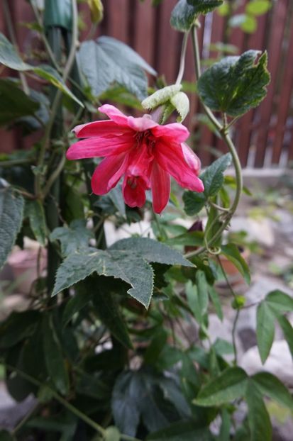  - Passiflora 2017- 2018