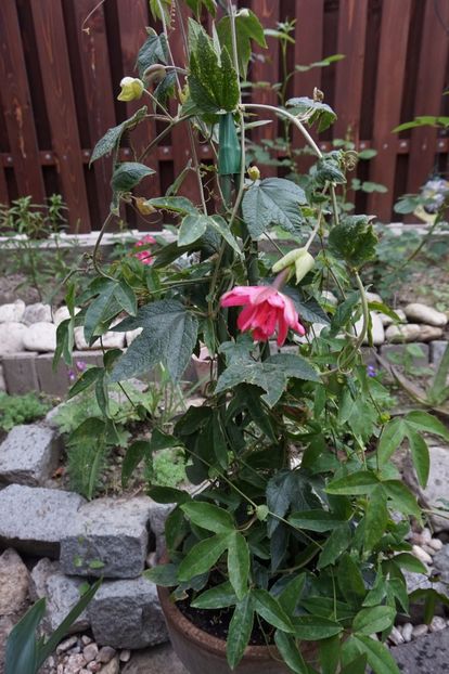  - Passiflora 2017- 2018