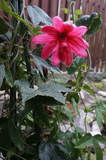 Molissima - Passiflora 2017- 2018