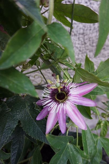  - Passiflora 2017- 2018