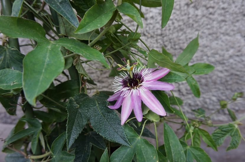  - Passiflora 2017- 2018