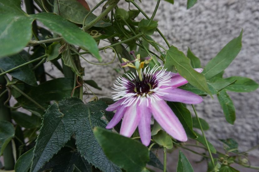 Lavender Lady - Passiflora 2017- 2018