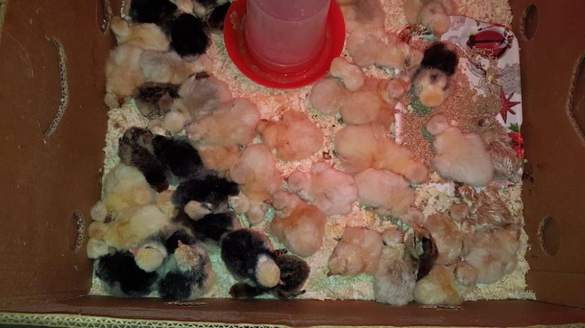 18618298_1885519578353350_169029778_o - MATERNITATE