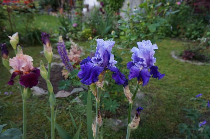 Royalist sau Nordic Seas? - Irisi 2017