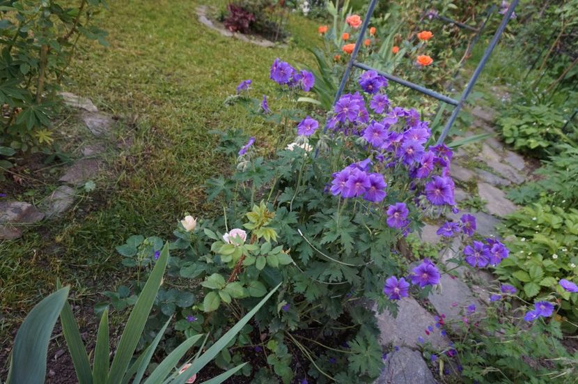  - 2017 Gradina
