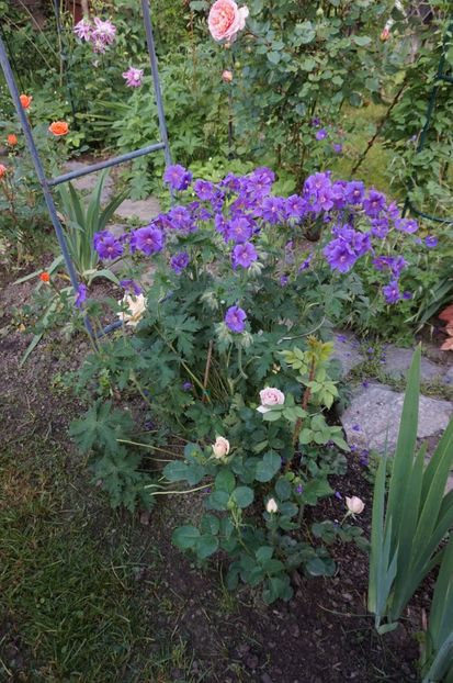  - Geranium si alte perene