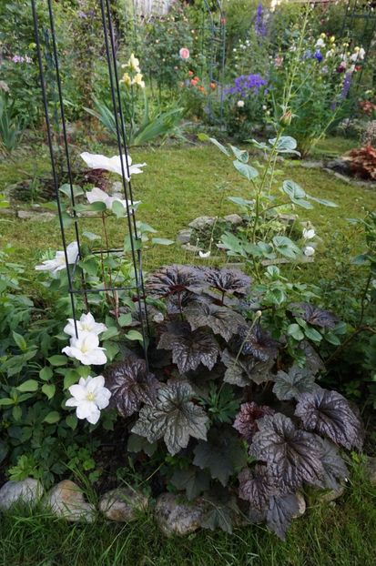  - Heuchera 2017