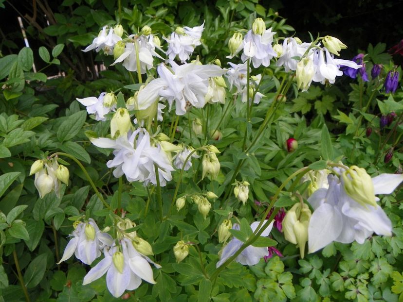 18 mai (2) - Aquilegia 2017