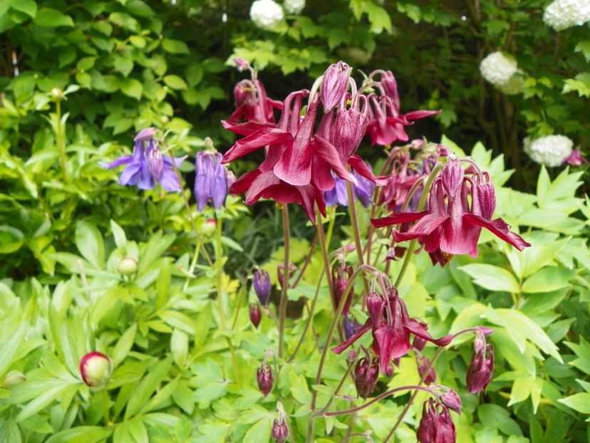 18 mai (3) - Aquilegia 2017