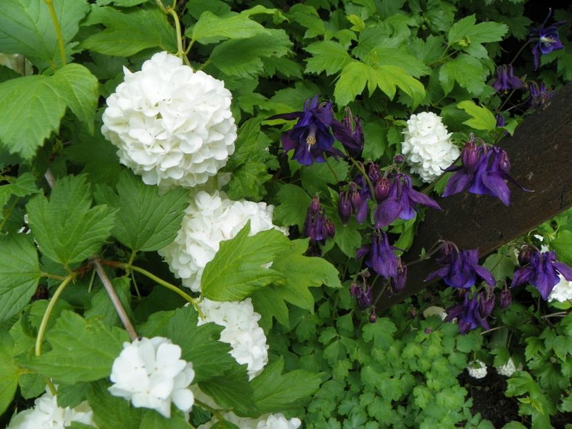 18 mai (4) - Aquilegia 2017