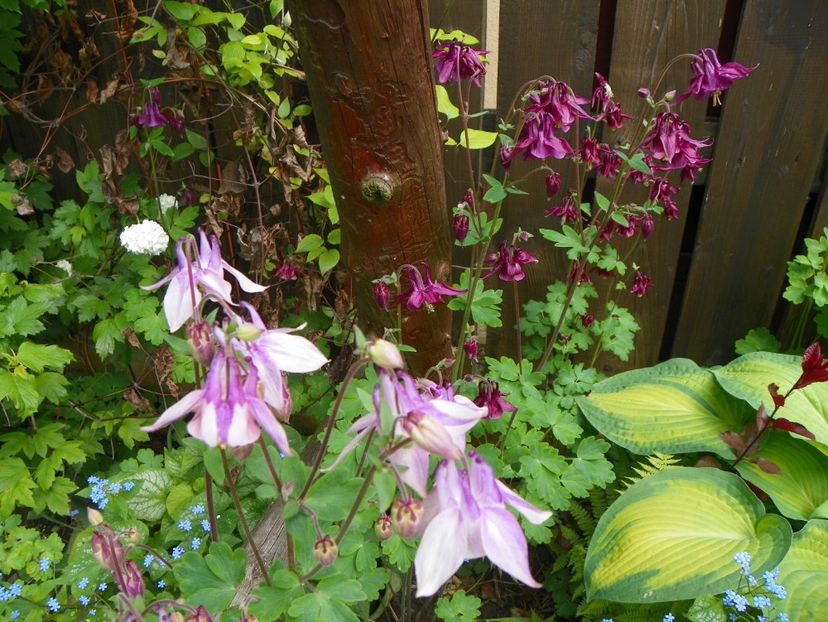 18 mai (5) - Aquilegia 2017
