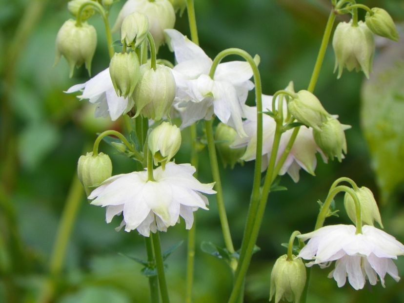 18 mai (15) - Aquilegia 2017