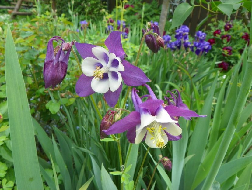 18 mai (38) - Aquilegia 2017