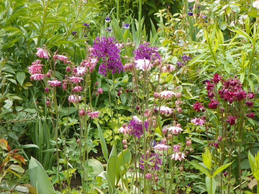 18 mai (50) - Aquilegia 2017