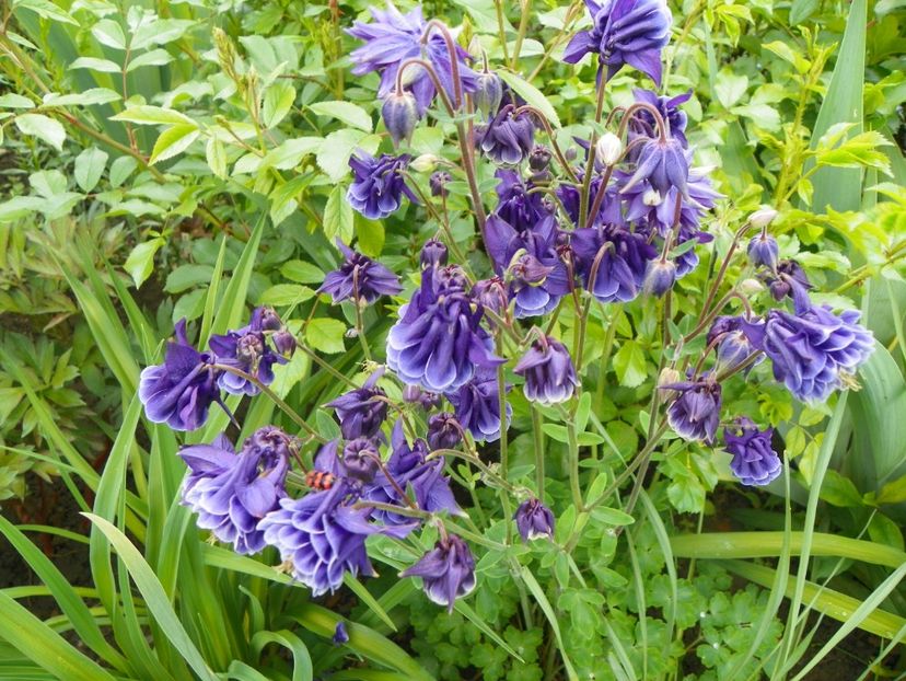 18 mai (54) - Aquilegia 2017