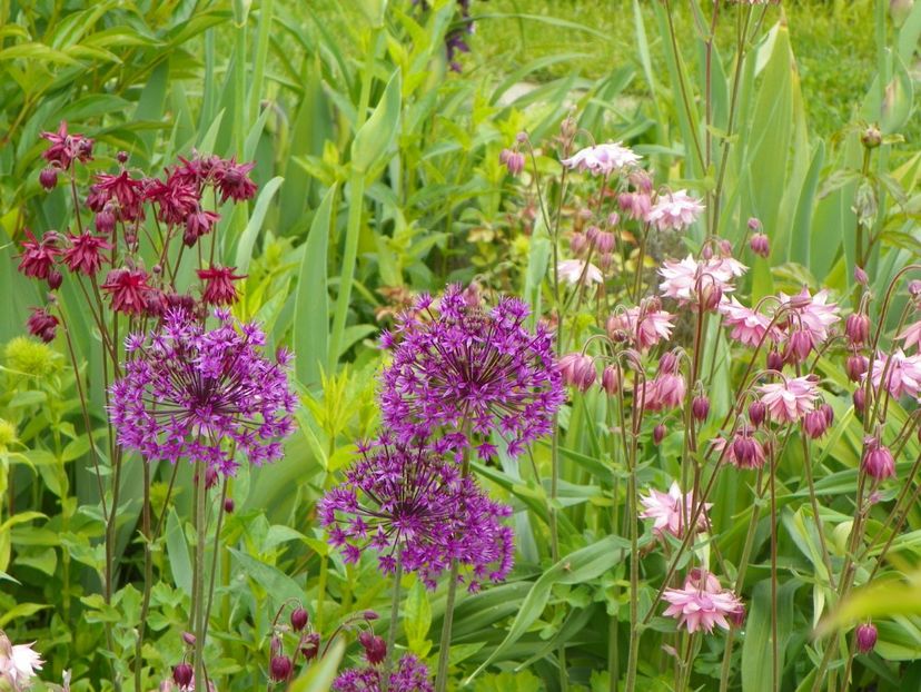 18 mai (56) - Aquilegia 2017