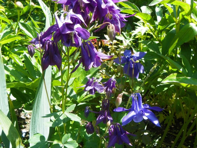 18 mai (73) - Aquilegia 2017