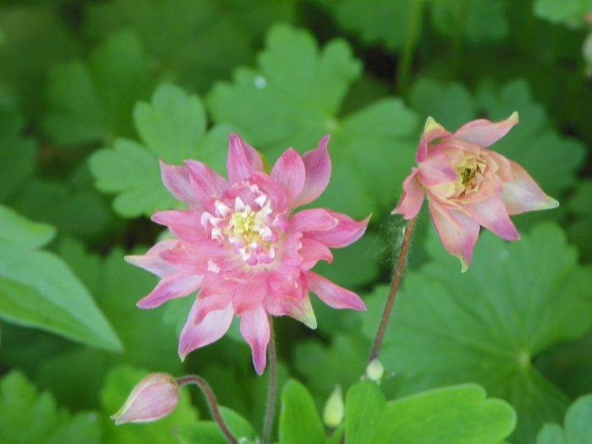 18 mai (74) - Aquilegia 2017