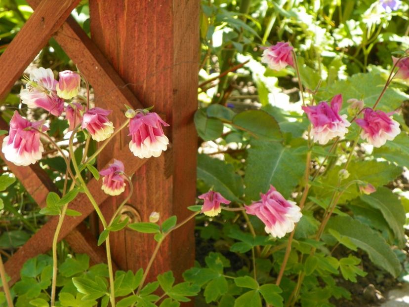 18 mai (83) - Aquilegia 2017