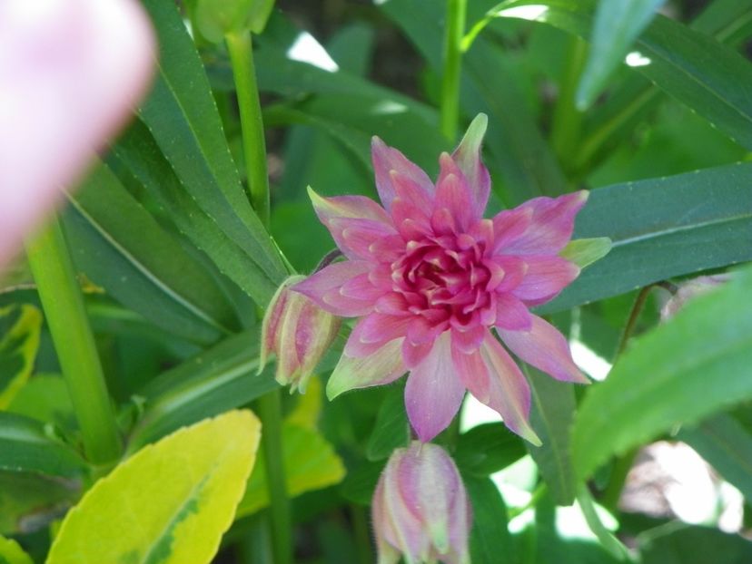 18 mai (87) - Aquilegia 2017