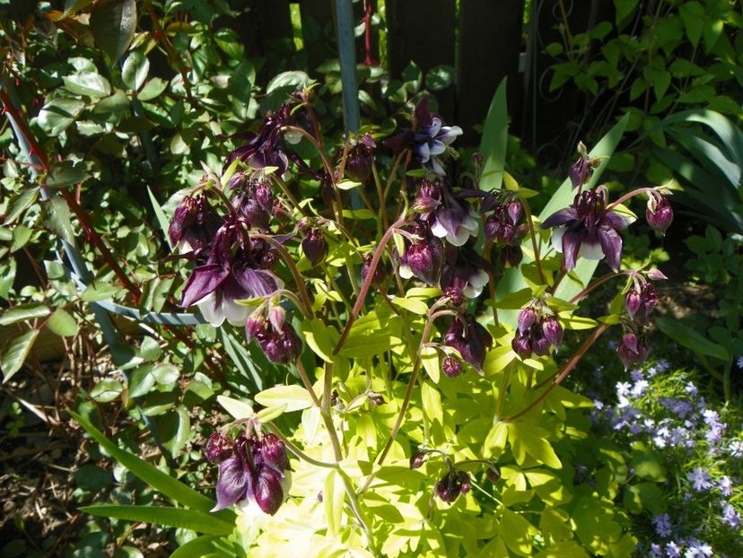 18 mai (88) - Aquilegia 2017