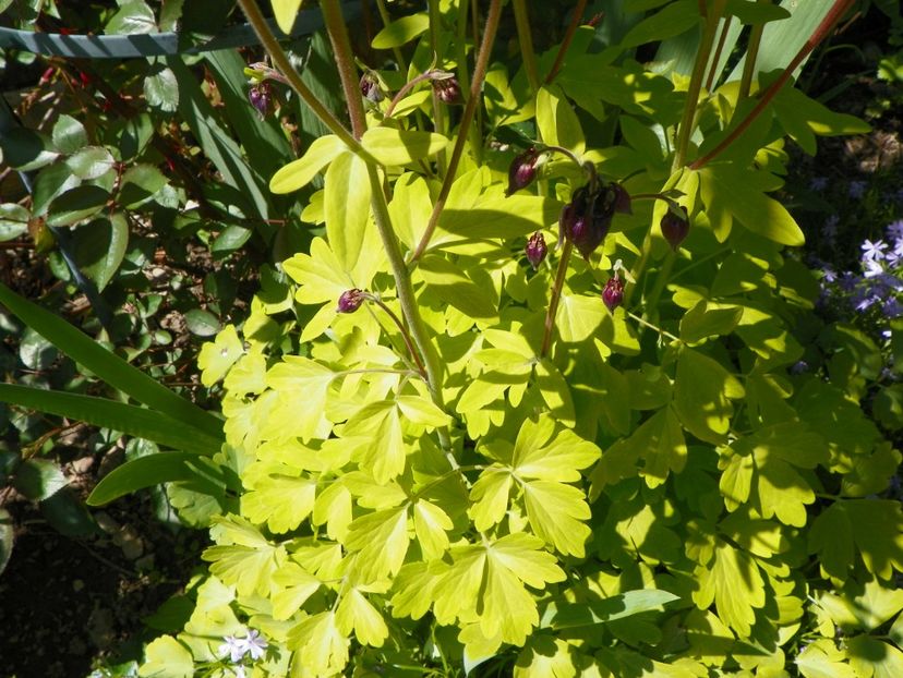 18 mai (89) - Aquilegia 2017