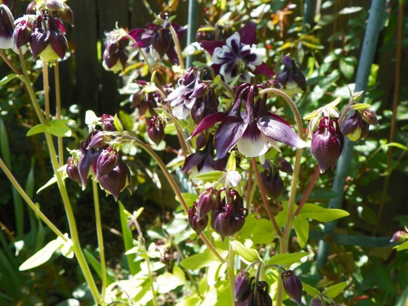 18 mai (90) - Aquilegia 2017