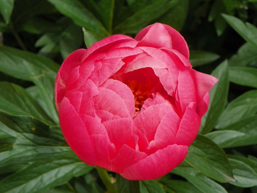 Coral Charm - Bujori 2017