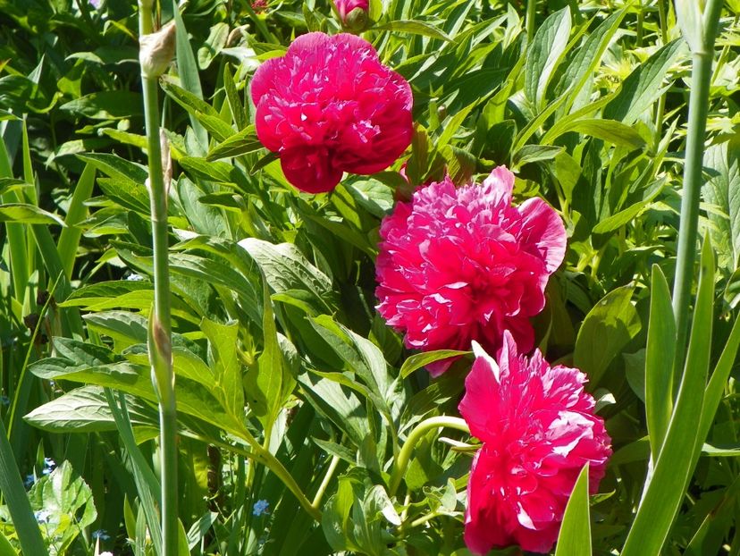 Rosea Plena - Bujori 2017