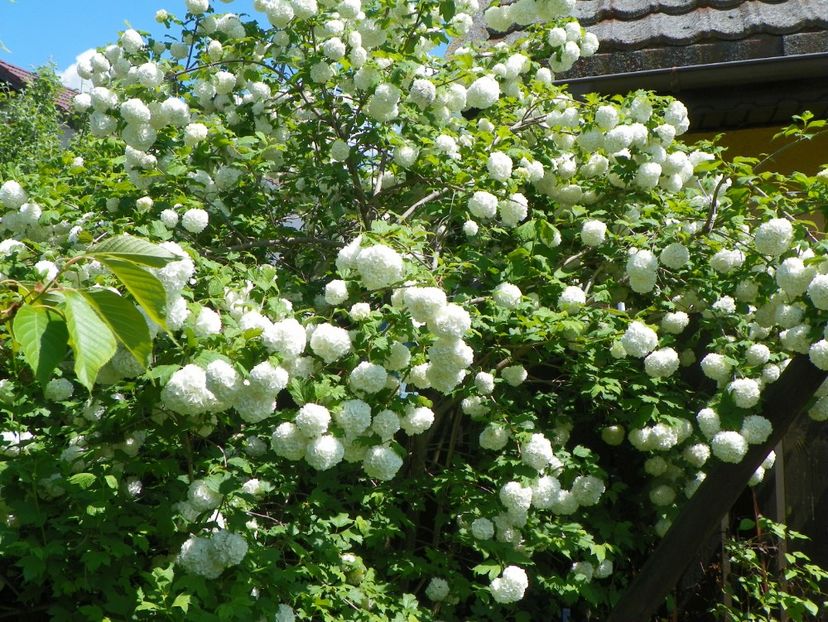 viburnum opulus Roseum - Copacei si arbusti 2017