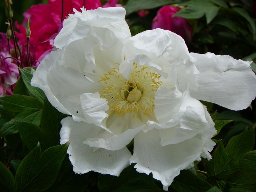 white anthesis - Bujori arbustivi si itoh 2017