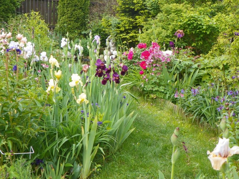 18 mai (19) - Gradina 2017