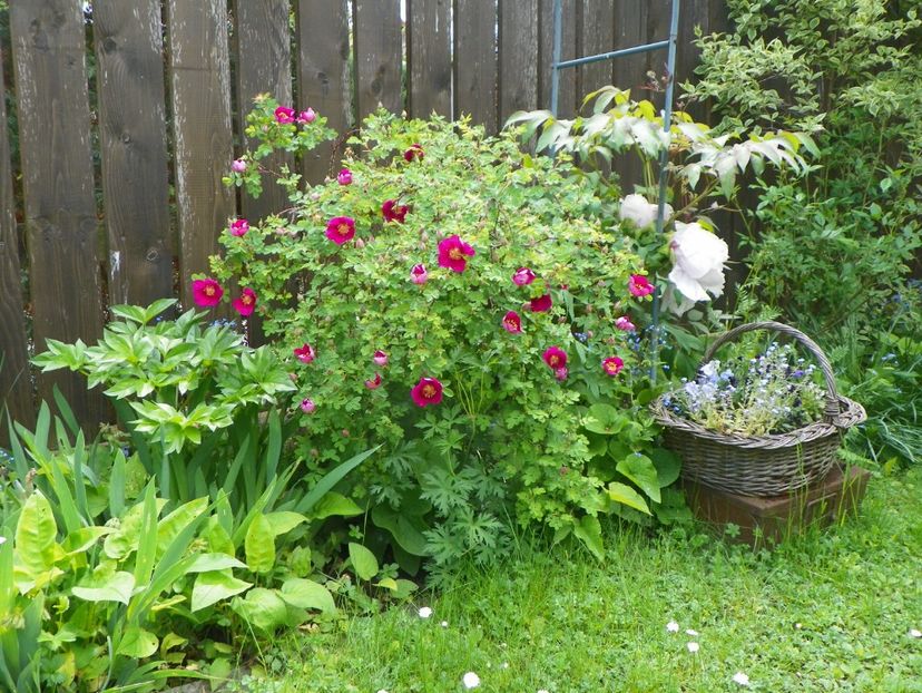 18 mai (33) - Gradina 2017