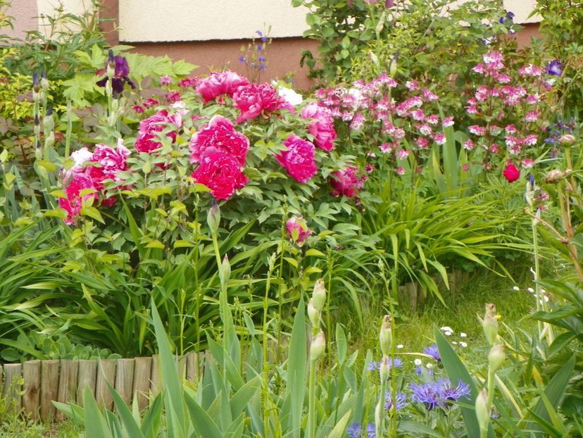 18 mai (52) - Gradina 2017