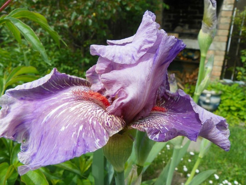 Maria Tormena - Irisi 2017