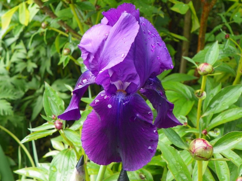 Dark Triumph - Irisi 2017