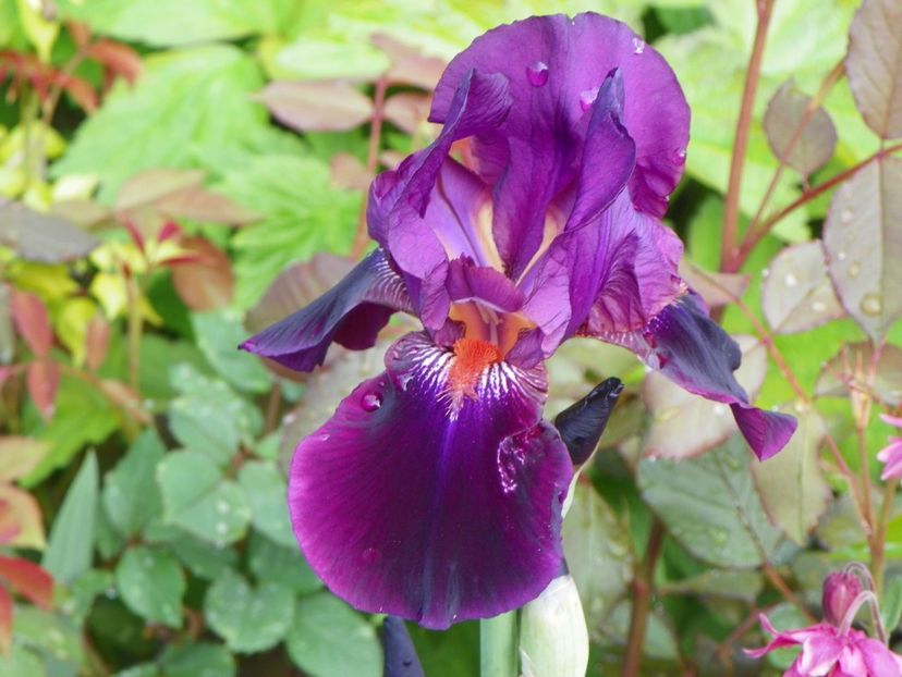 Amsterdam - Irisi 2017