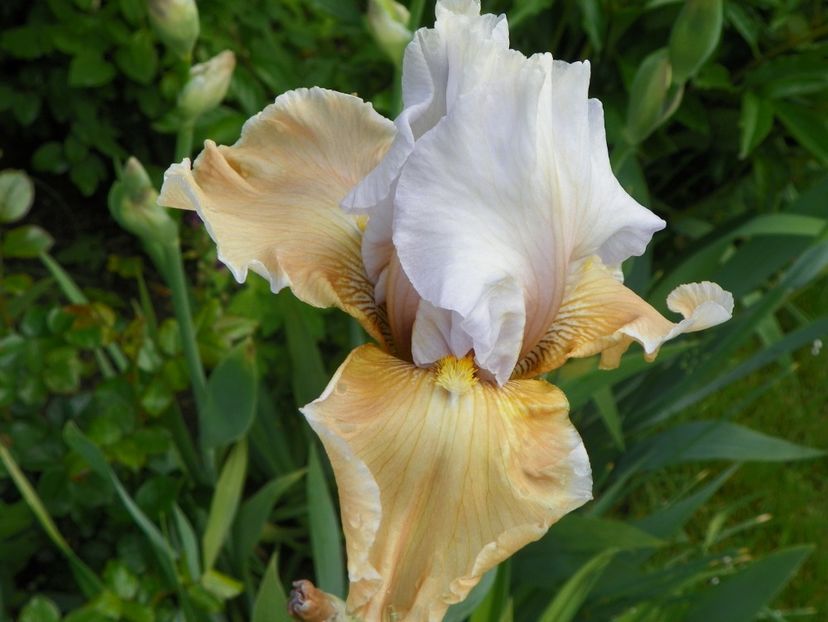 18 mai (18) - Irisi 2017