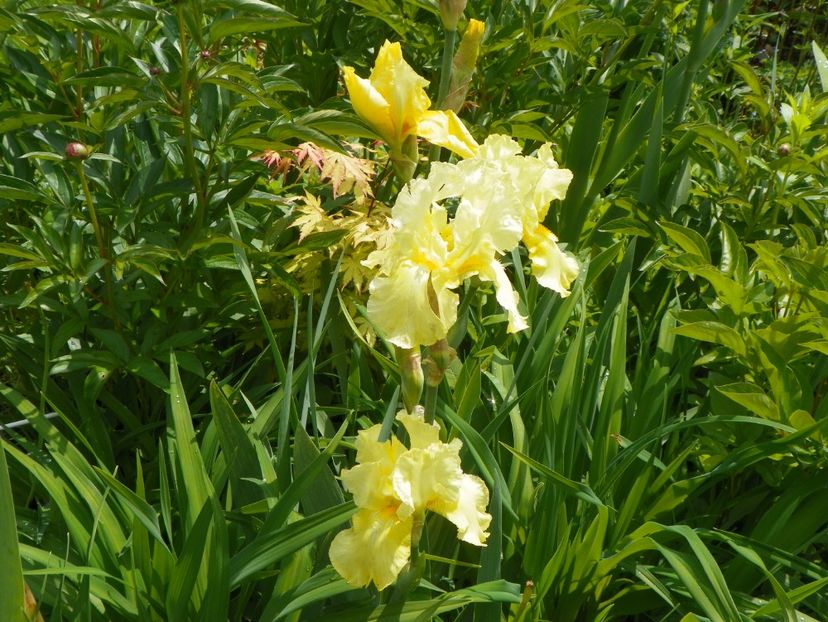 Sangreal - Irisi 2017