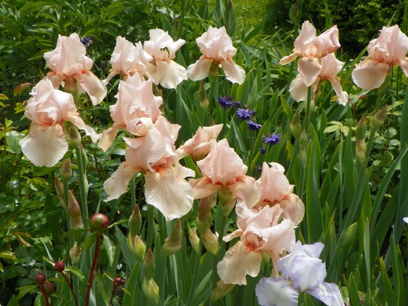 Edward of Windsor - Irisi 2017