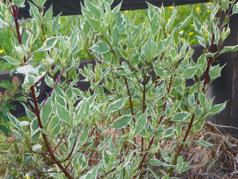 cornus sericea variegata - z-Dobarland 2017