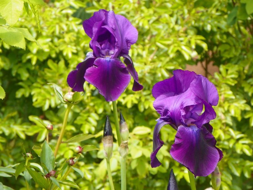 Dark triumph - Irisi 2017