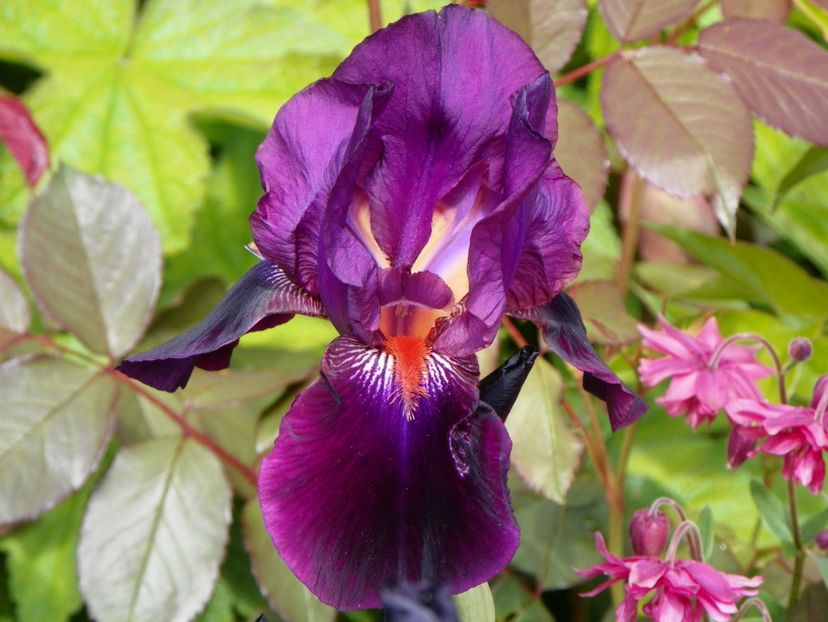 Amsterdam - Irisi 2017